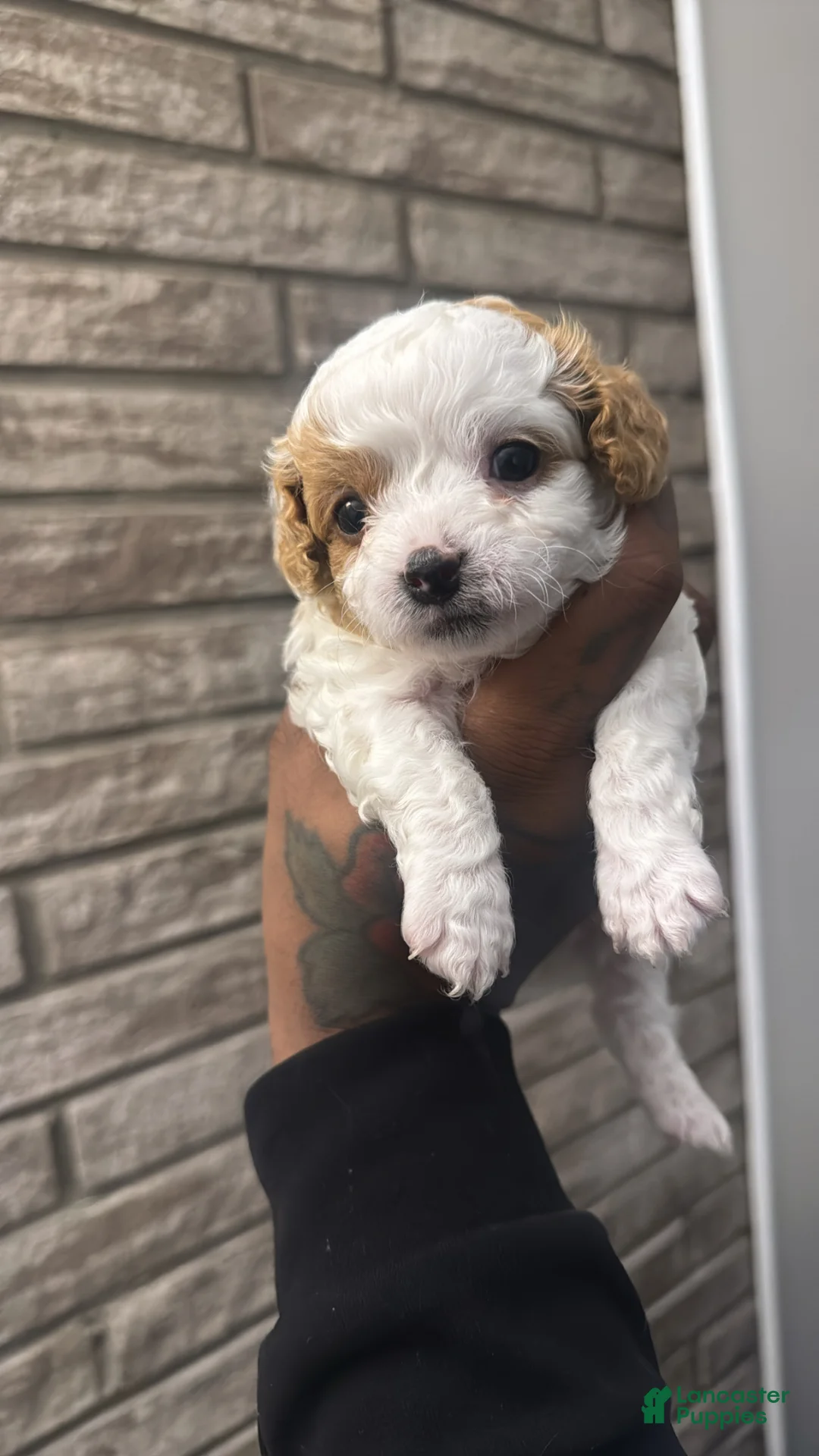 Cavapoo dogs for sale: Cavapoo Puppy 1 - Ad 1
