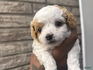 Cavapoo dogs Cavapoo Puppy 1 - Ad 17