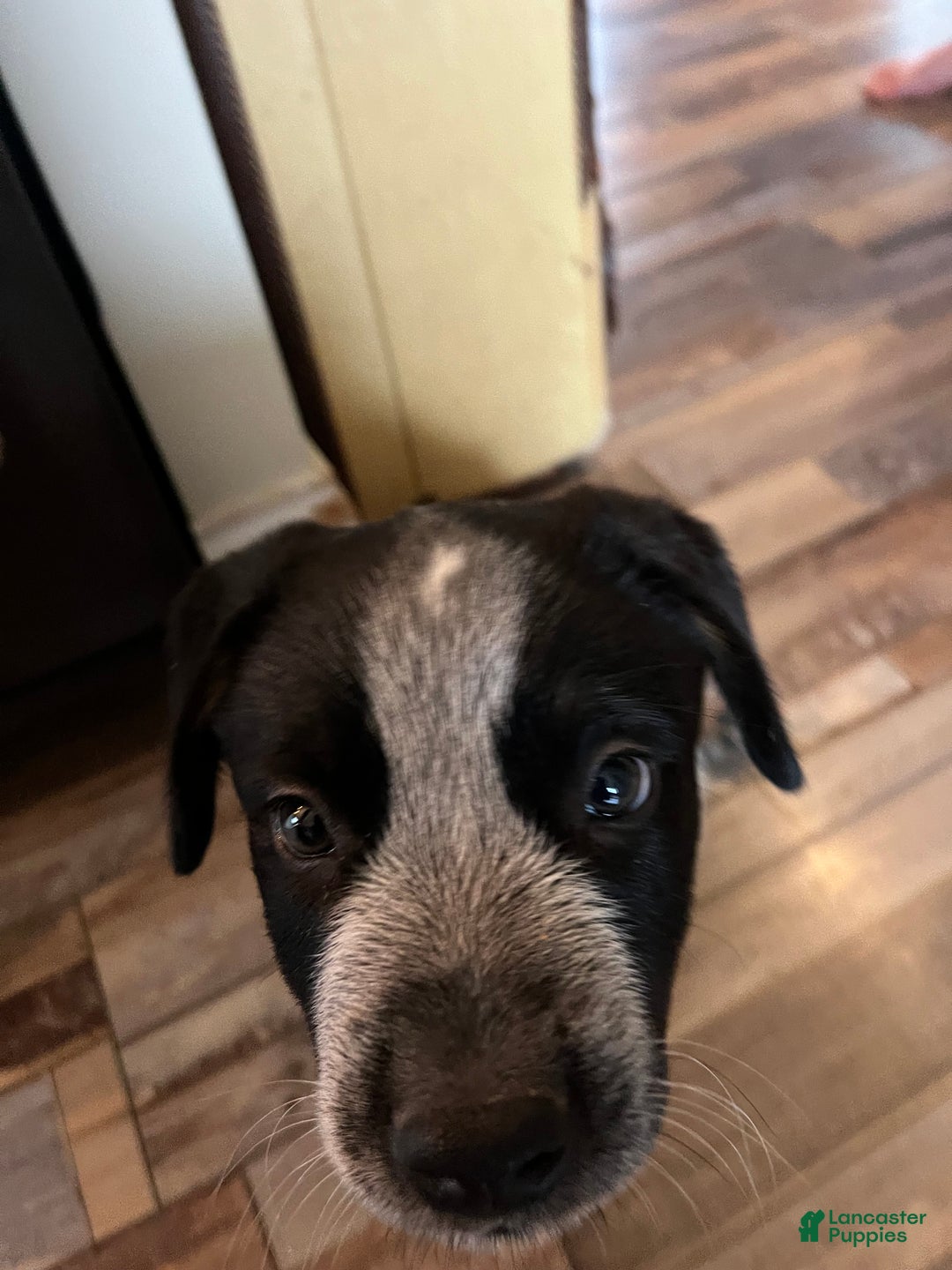 Australian Cattle Dog dogs for sale: Australian Cattle Dog Puppy 1 - Ad 14