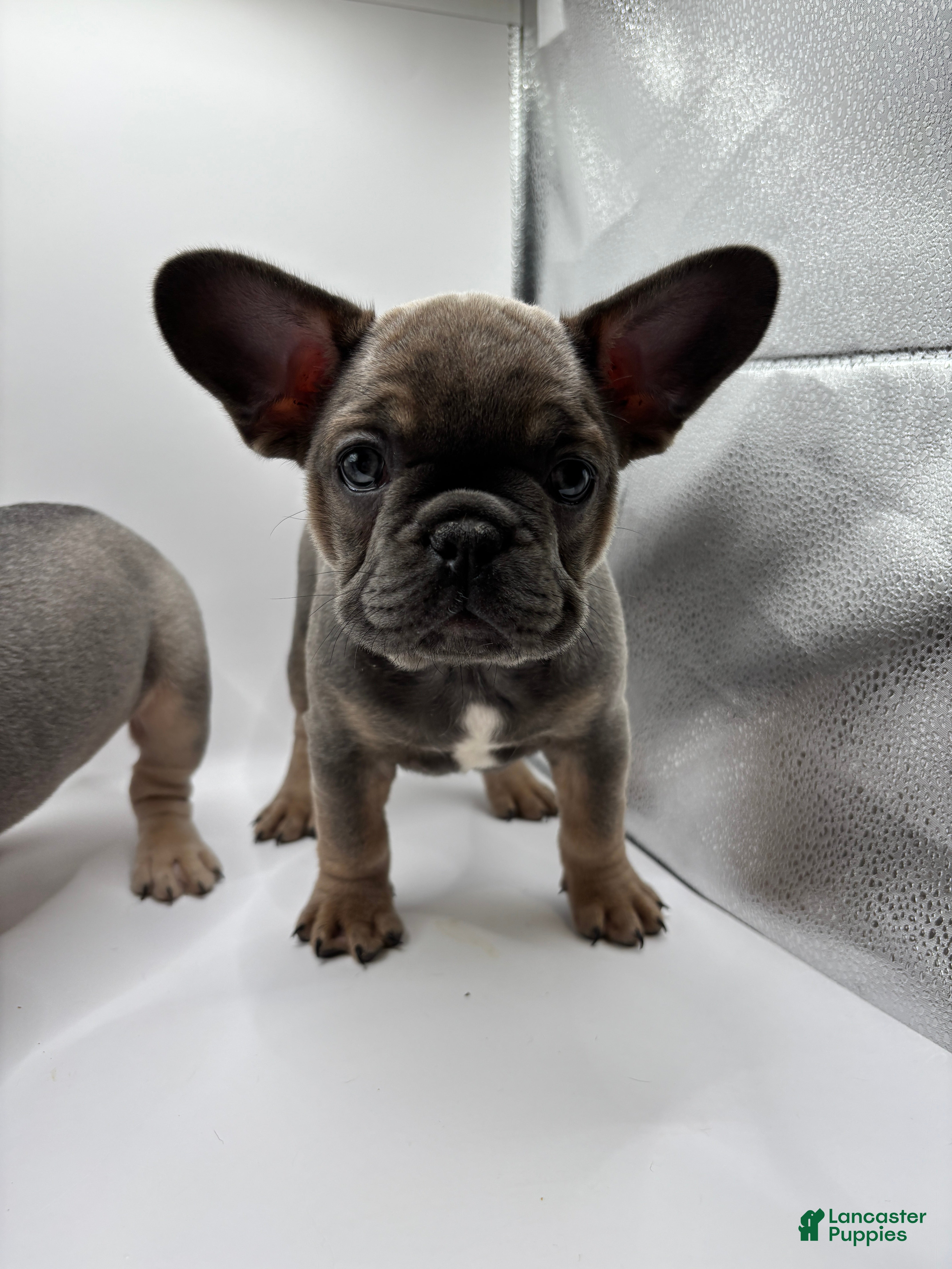 French Bulldog dogs French Bulldog Puppy 1 - Ad 34
