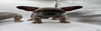 French Bulldog Puppy 1