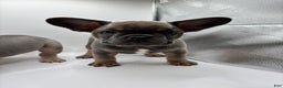 French Bulldog dogs for sale: French Bulldog Puppy 1 - Ad 1