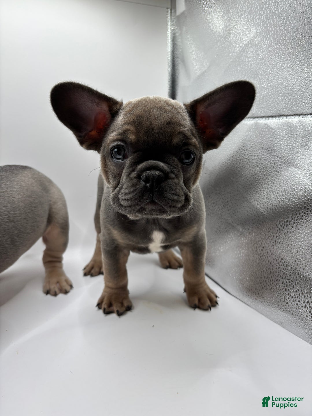 French Bulldog dogs for sale: French Bulldog Puppy 1 - Ad 1