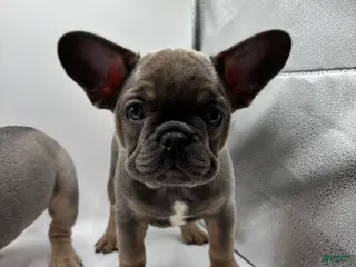 French Bulldog dogs French Bulldog Puppy 1 - Ad 37