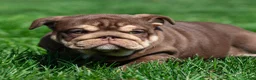 English Bulldog dogs for sale: Sable Manroe English Bulldog Puppy  - Ad 16