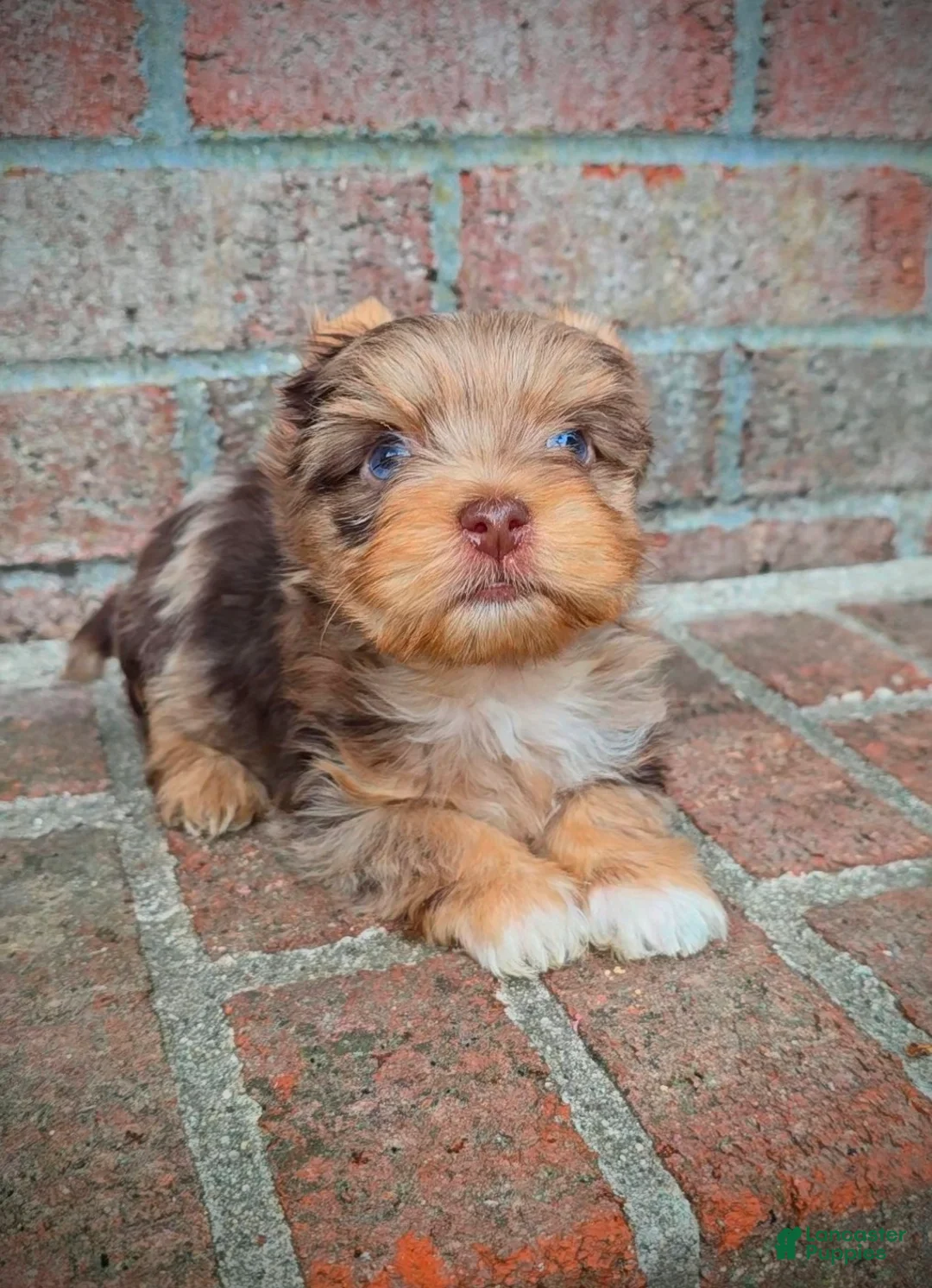 Yorkshire Terrier dogs for sale: Prince Zevs of Biewerlux  - Ad 3
