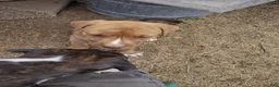 American Pit Bull Terrier dogs for sale: American Pit Bull Terrier 5 - Ad 5