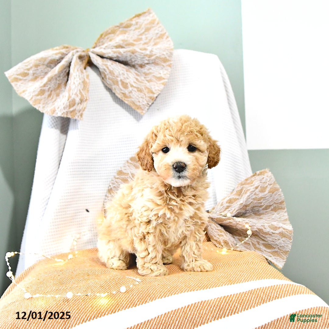 Miniature Poodle dogs for sale: Abby EXTRA SMALL - Ad 5