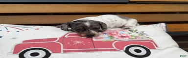 Stella