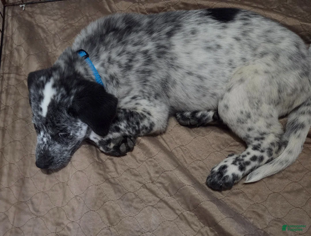 Mixed Breed dogs for sale: Snoopy - Ad 2