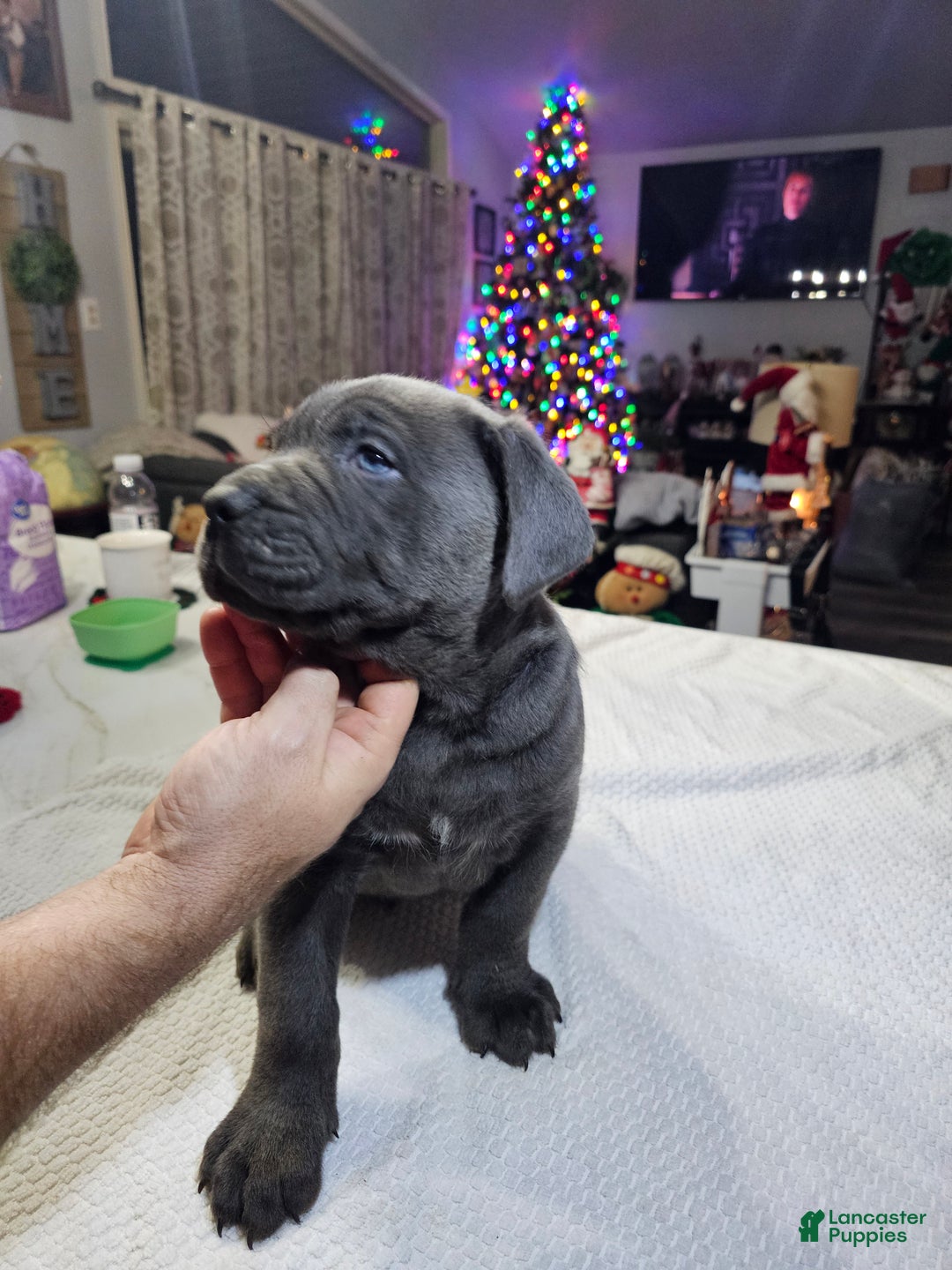 Cane Corso dogs for sale: Loki - Ad 4