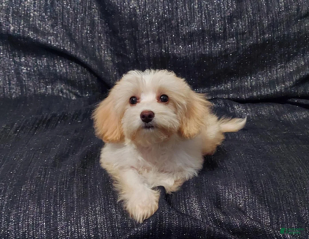 Maltipoo dogs for sale: Holly- MaltiPoo female, in home raised, non-shedding - Ad 4