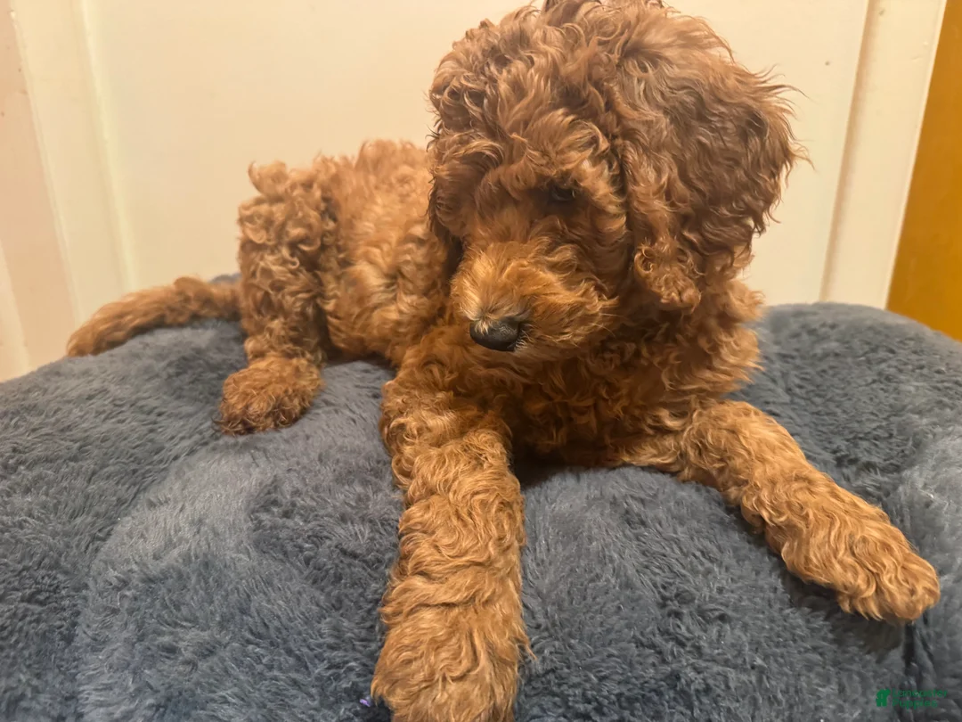 Double Doodle dogs for sale: Eloise - Ad 2