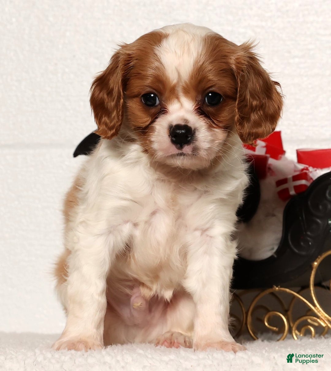Cavapoo dogs for sale: George - Ad 3