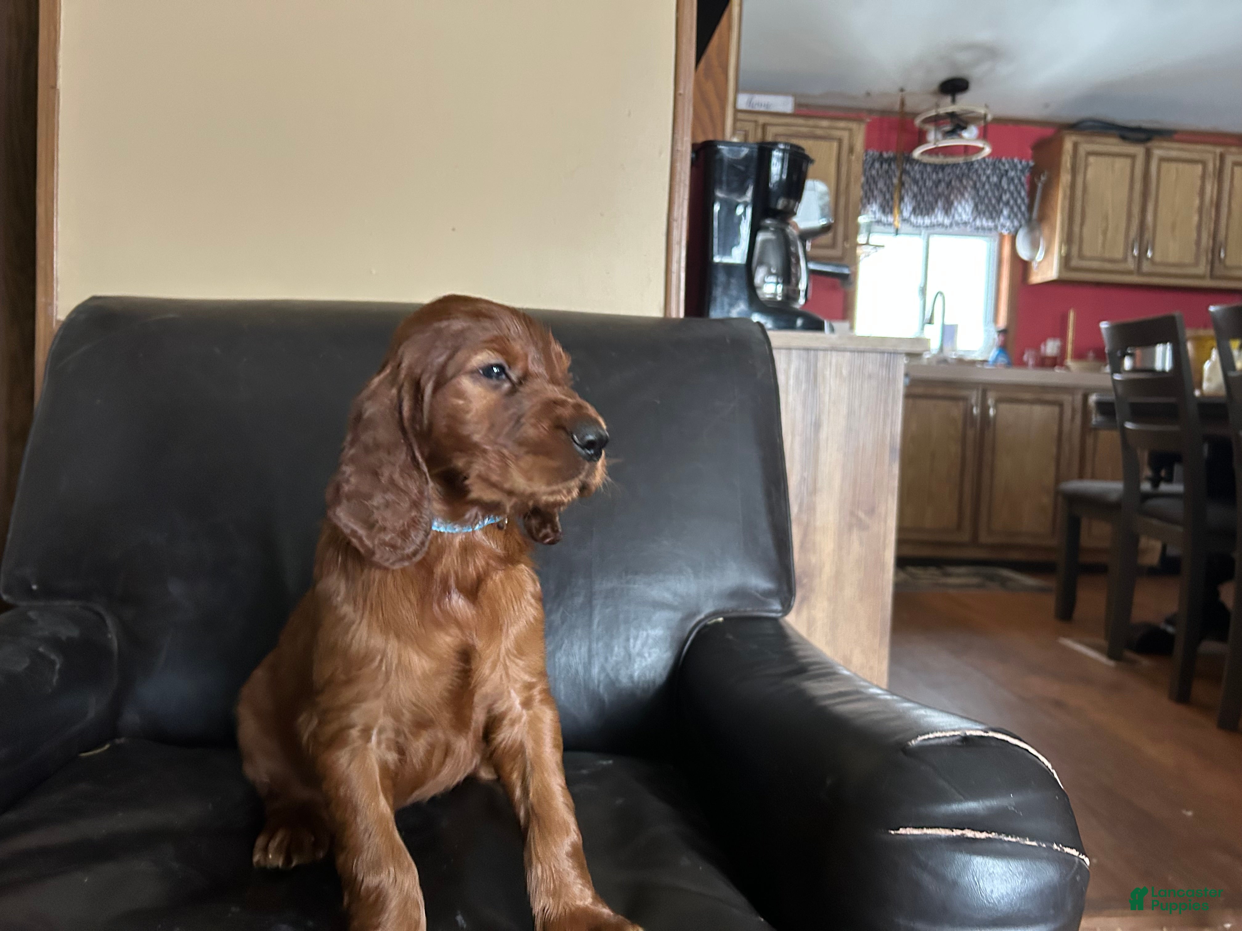 Irish Setter dogs Irish Setter Puppy 2 - Ad 12