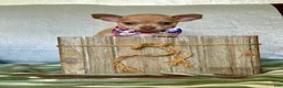 Chihuahua dogs for sale: Rocky - Ad 6