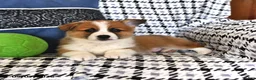 Welsh Corgi Pembroke dogs for sale: Oliver - Ad 3