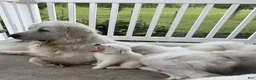 Great Pyrenees dogs for sale: Pink - Ad 15