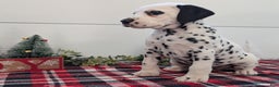 Dalmatian dogs for sale: Sadie - Ad 4