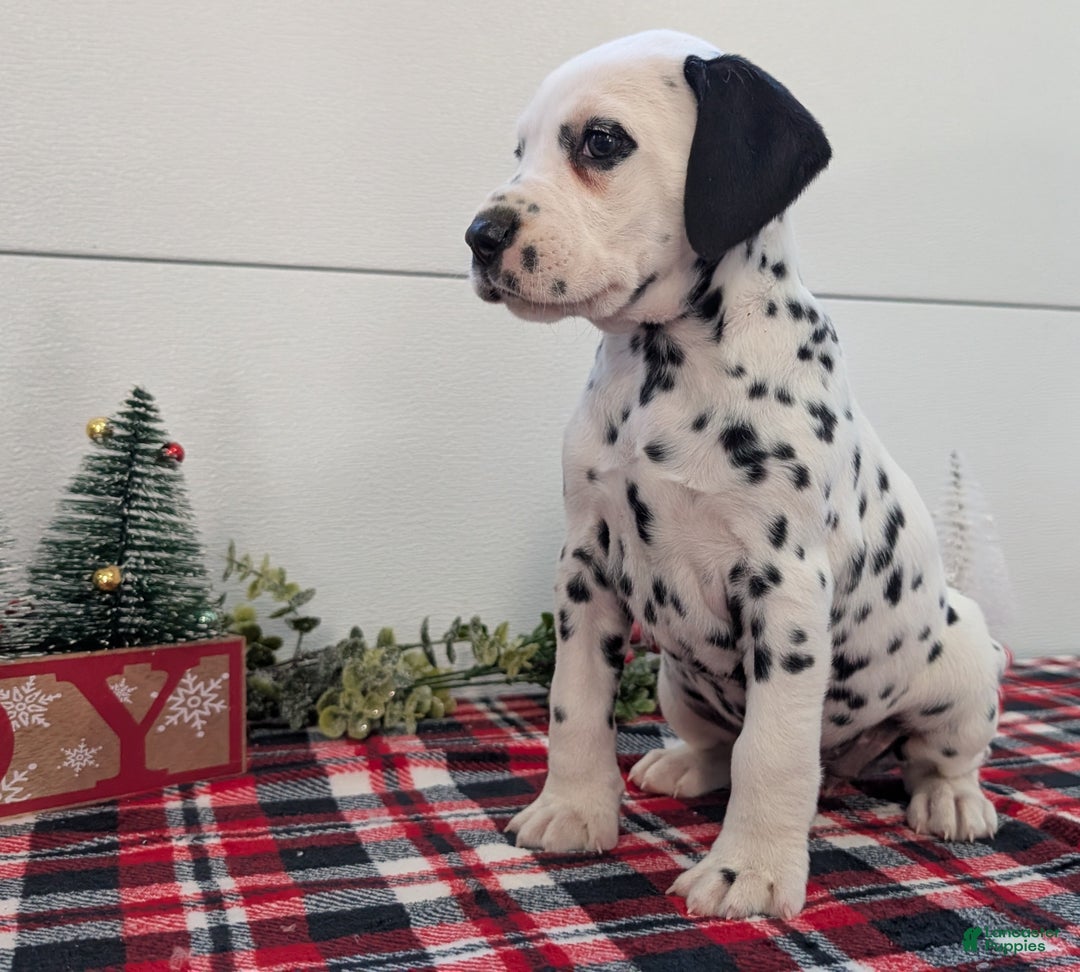 Dalmatian dogs for sale: Sadie - Ad 4