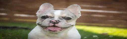 French Bulldog dogs for sale: Juliet - Ad 7