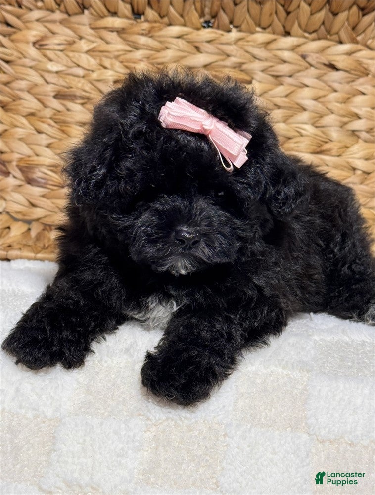 Maltipoo dogs Maltipoo Puppy 1 - Ad 9