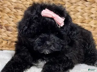 Maltipoo dogs Maltipoo Puppy 1 - Ad 5