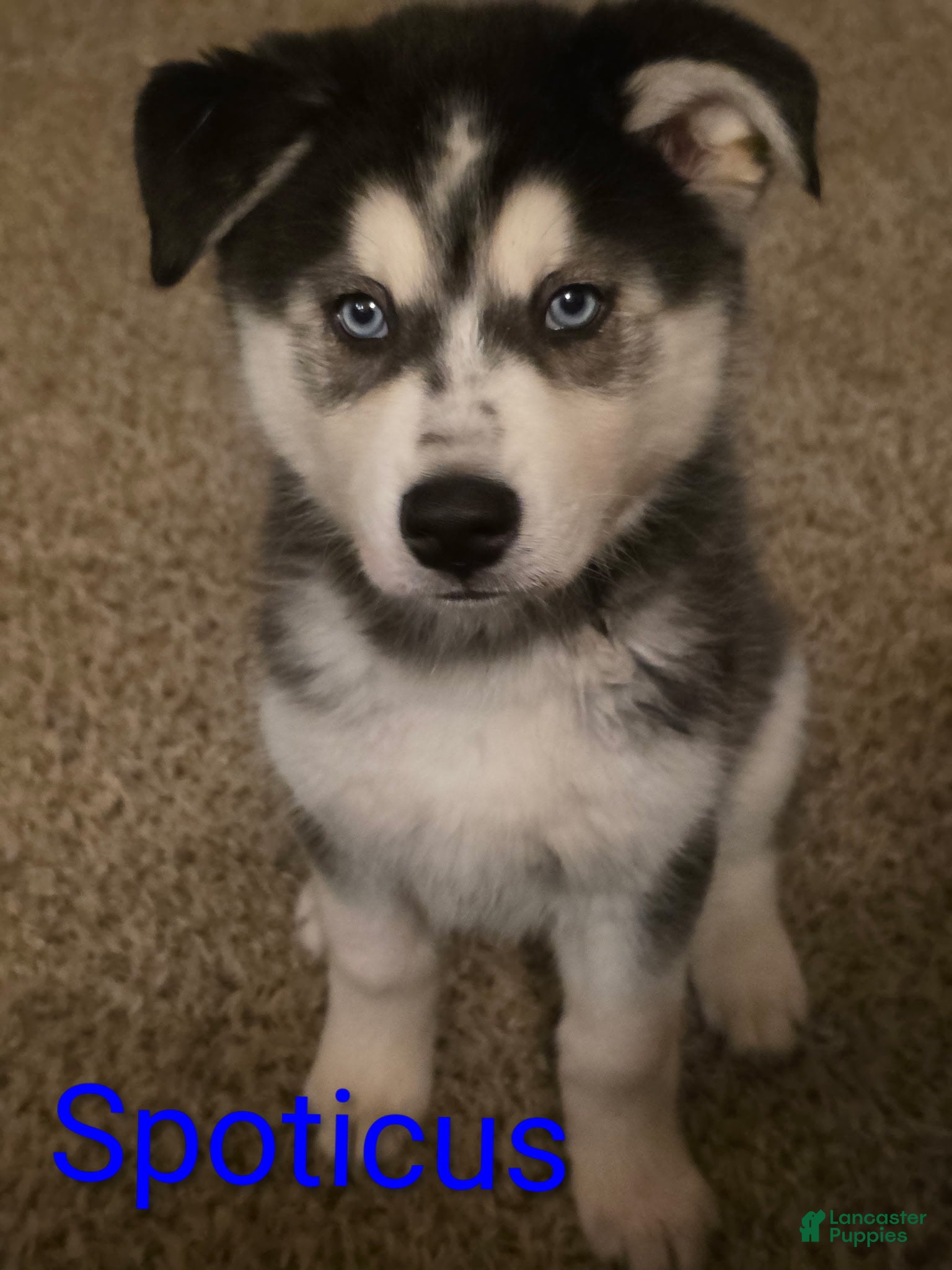 Siberian Husky dogs Spot  (Spoticus) - Ad 1