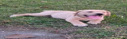 Labrador Retriever dogs for sale: Labrador Retriever 4Meet Your New Best Friend! Beautiful Yellow Female Labrador Retriever Puppies Available 💛 - Ad 6
