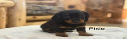 Miniature Dachshund dogs for sale: Pixie - Ad 1