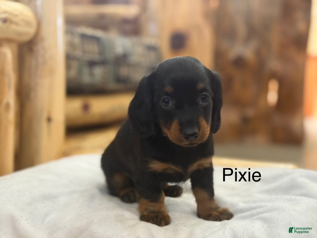 Miniature Dachshund dogs for sale: Pixie - Ad 1