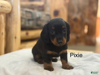 Miniature Dachshund dogs Pixie - Ad 32