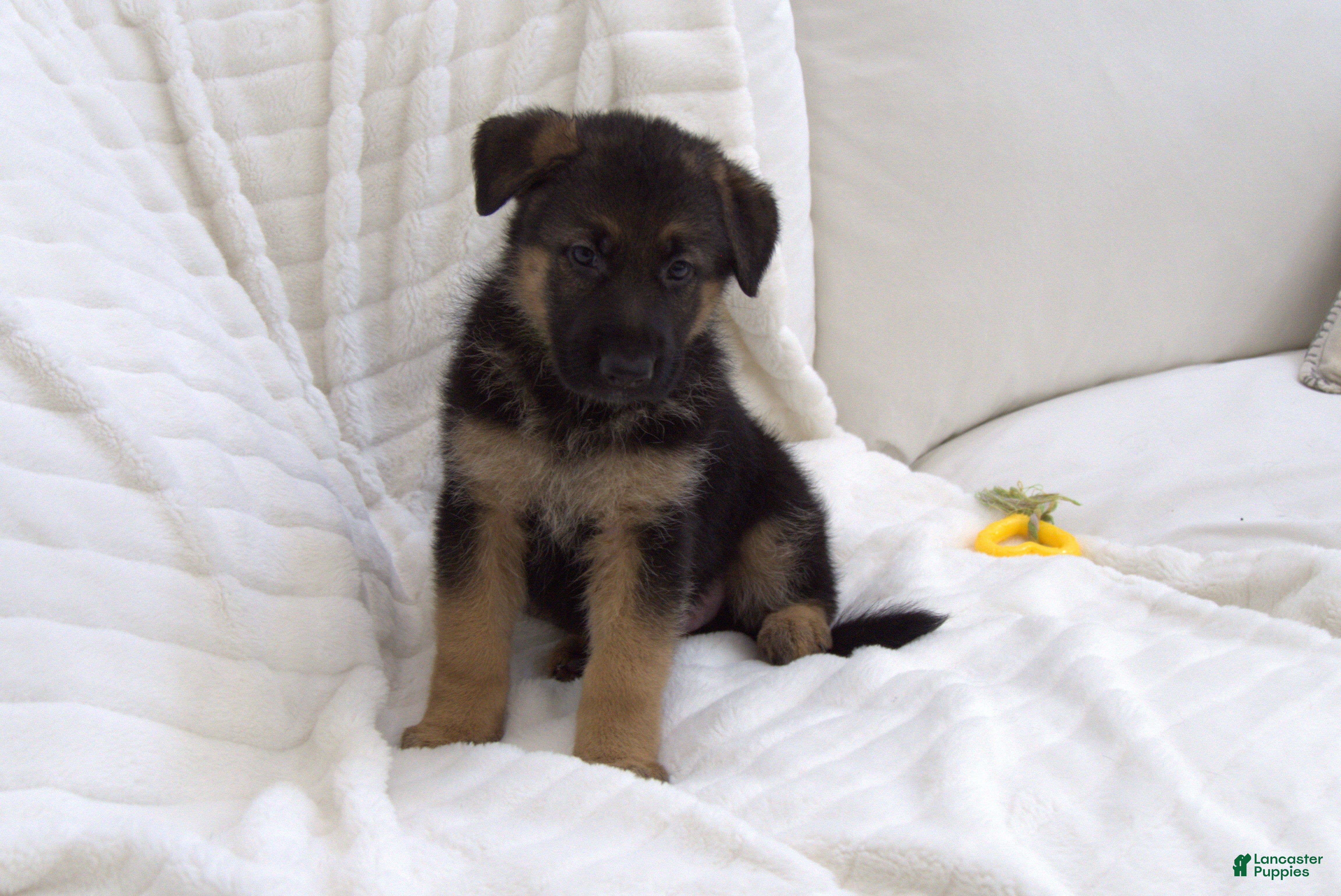 German Shepherd dogs German Shepherd Neon Collar Male - Ad 2
