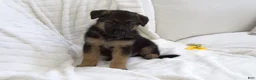 German Shepherd dogs for sale: German Shepherd Neon Collar Male - Ad 2