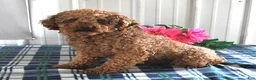 Miniature Poodle dogs for sale: Bessie - Ad 6