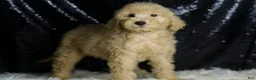 Mini Goldendoodle dogs for sale: Duke - Ad 3