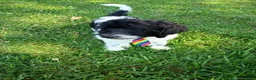 Labradoodle dogs for sale: Diesel - Ad 6