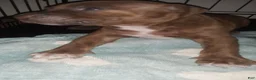 American Pit Bull Terrier dogs for sale: American Pit Bull Terrier 2 - Ad 2