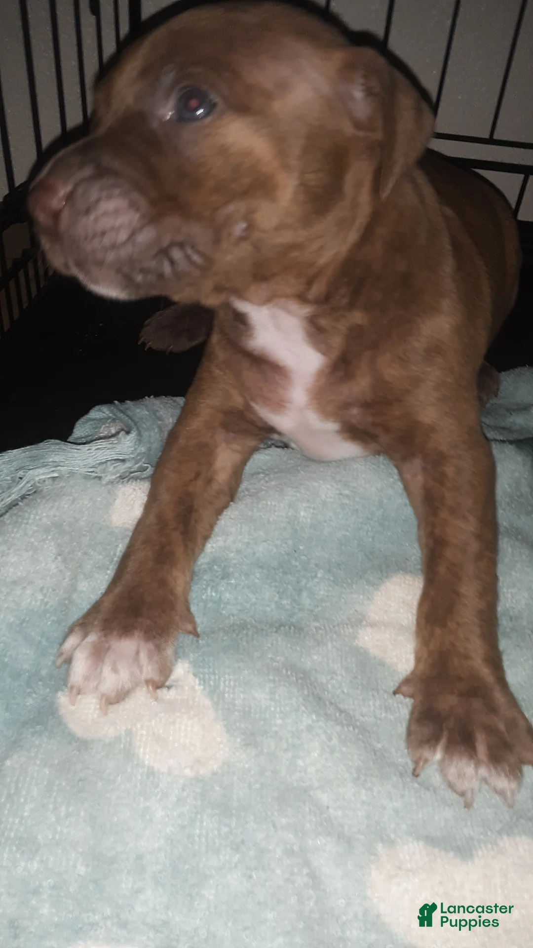 American Pit Bull Terrier dogs for sale: American Pit Bull Terrier 2 - Ad 2