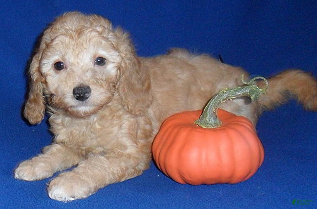Miniature Poodle dogs for sale: Ollie - Ad 7