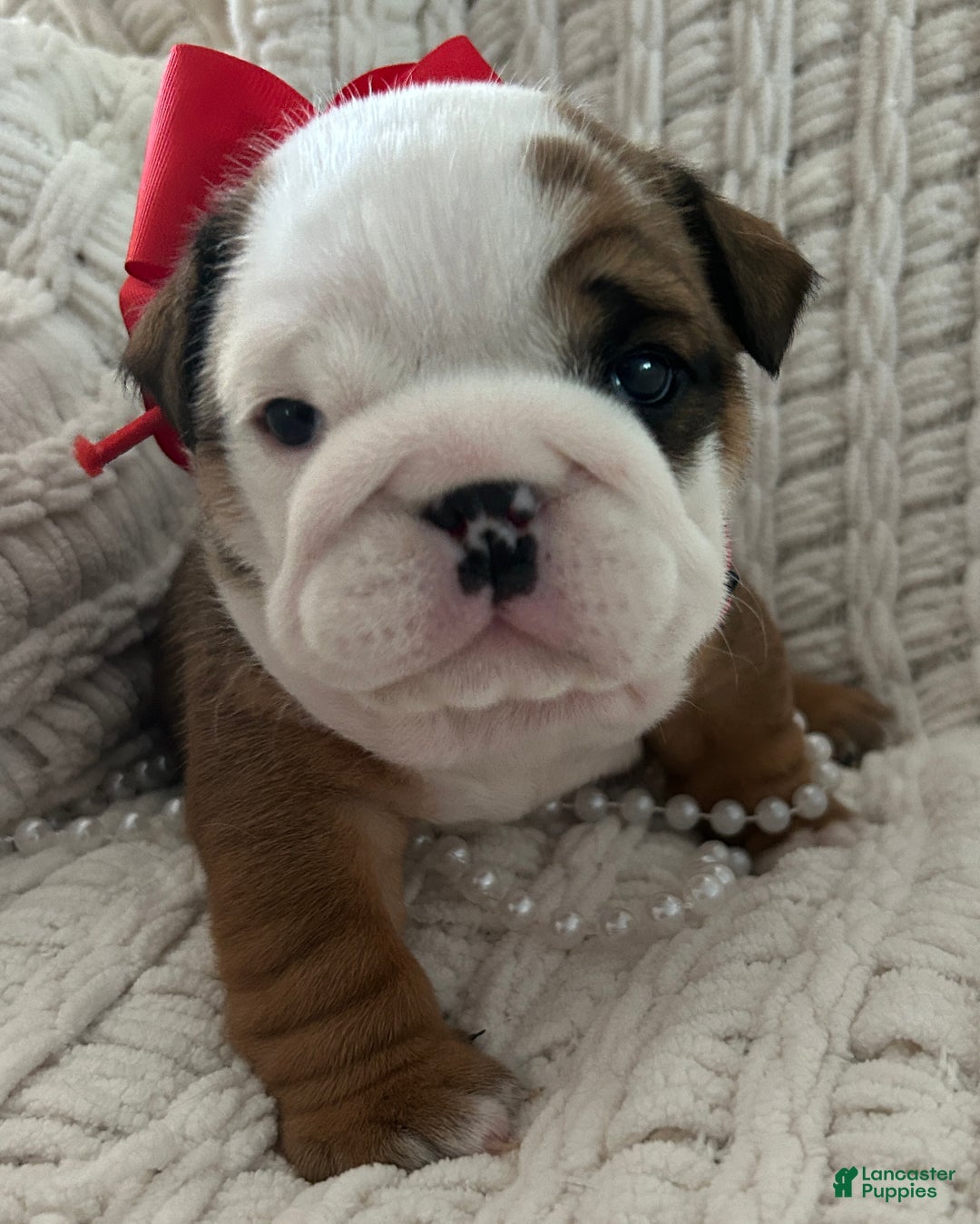 English Bulldog dogs for sale: English Bulldog Female - Ad 2