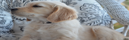 Golden Retriever dogs for sale: Grant - Ad 3