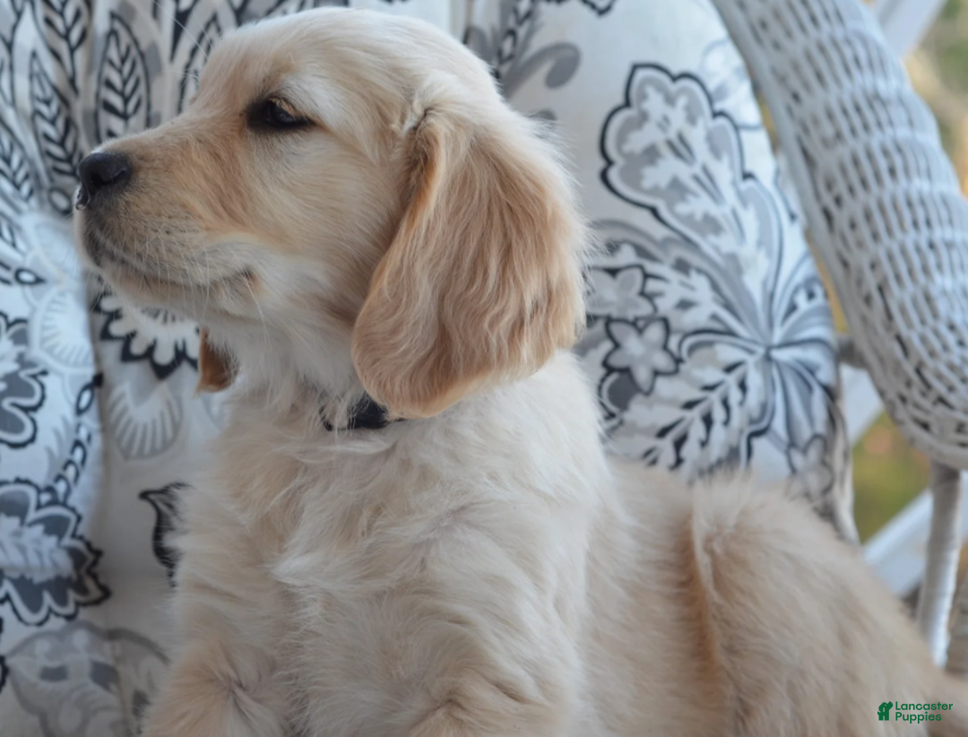 Golden Retriever dogs for sale: Grant - Ad 3