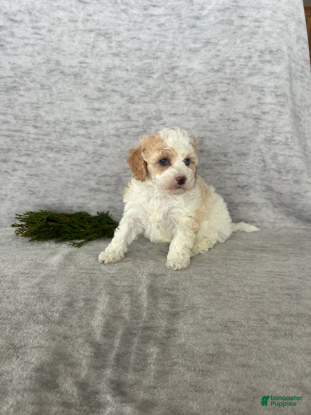 Cavapoo dogs for sale: Missie - Ad 1