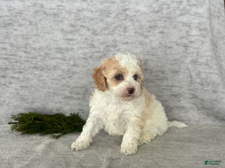 Cavapoo dogs Missie - Ad 11