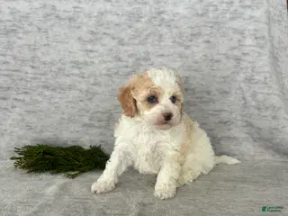 Cavapoo dogs Missie - Ad 39