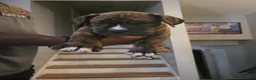 Mixed Breed dogs for sale: Mixed Breed 2 - Ad 6