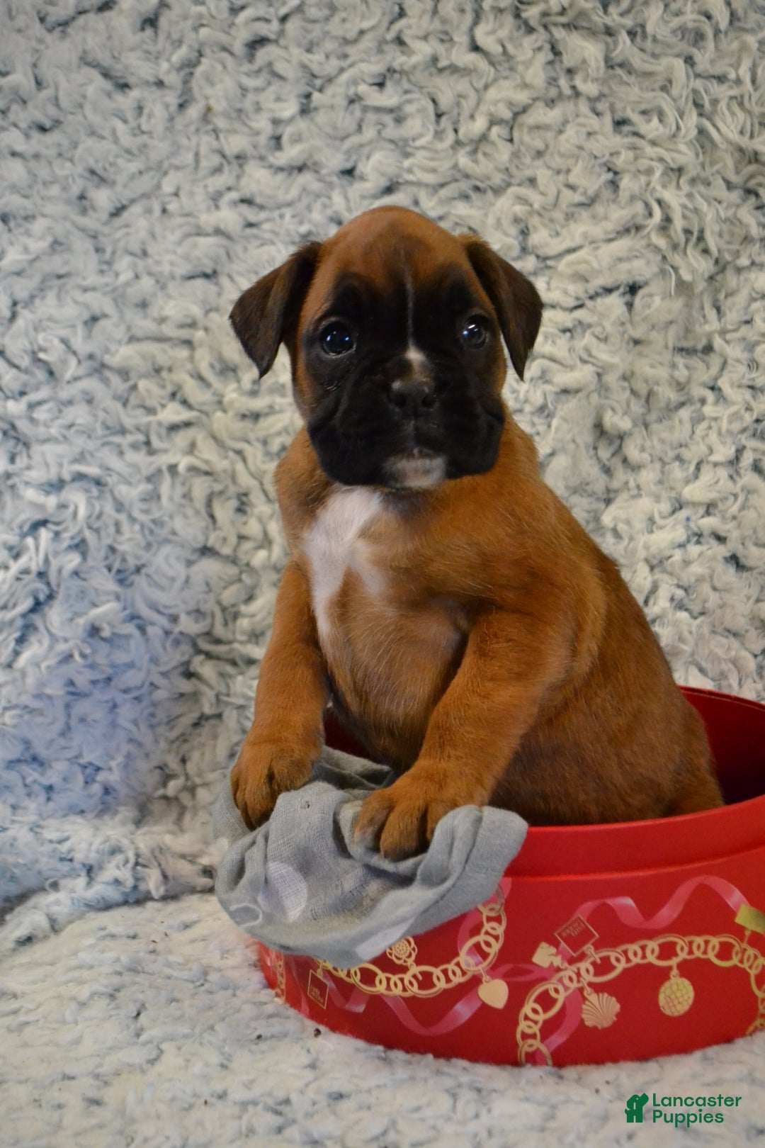 Boxer dogs for sale: Reena - Ad 2
