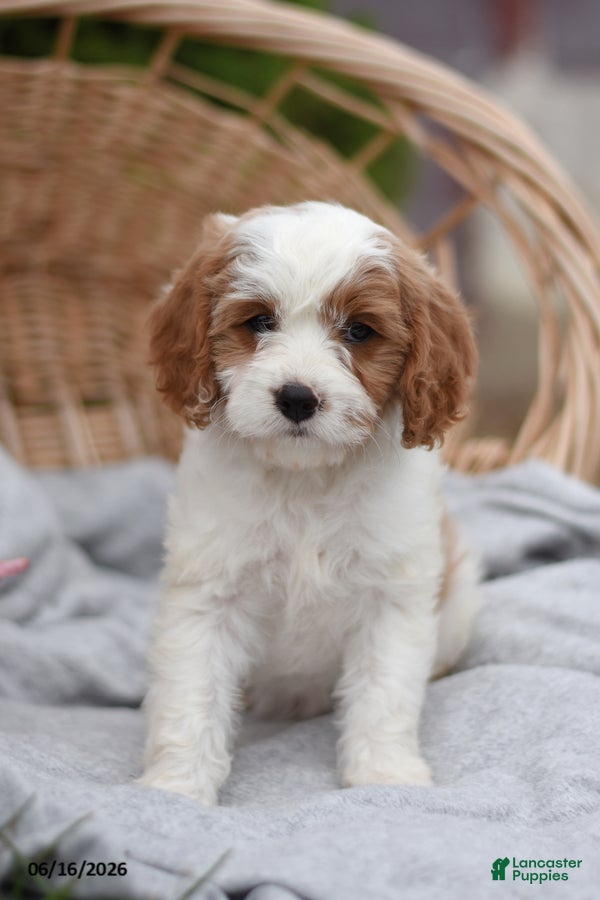 Cavapoo dogs Macey - Ad 1