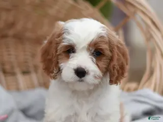 Cavapoo dogs for sale: Macey - Ad 3